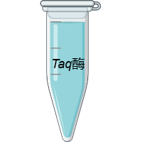 Taq酶
