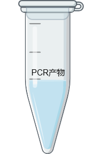 PCR产物管